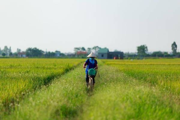 Trẻ em chăn trâu trên đồng cỏ Hà Tây xưa