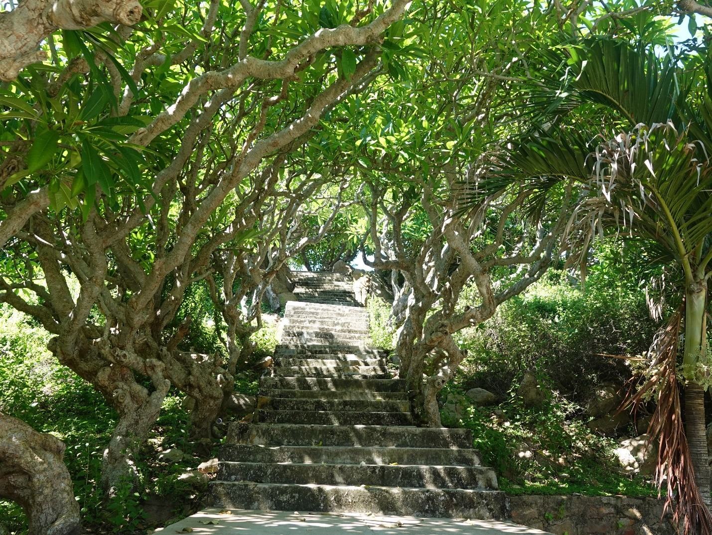 Hàng cây sứ cổ thụ tại Hải đăng Kê Gà