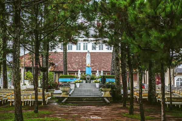 Cây thông trong khuôn viên nhà thờ Đà Lạt