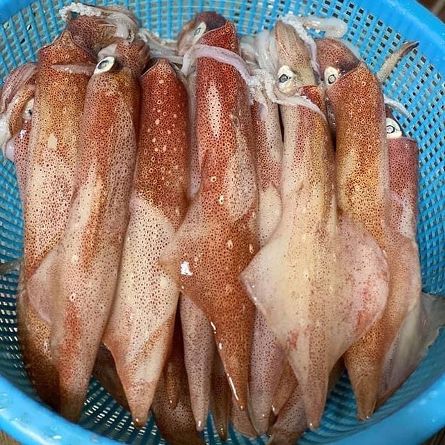 Mực ống Cô Tô tươi ngon