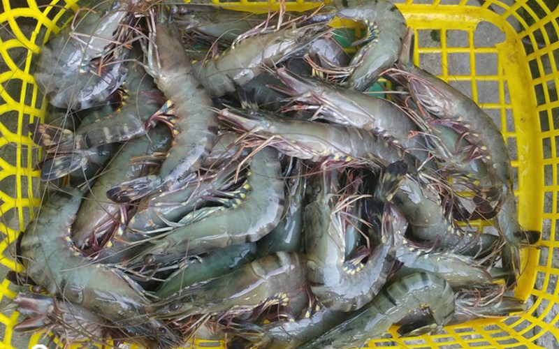 Tôm biển Cô Tô