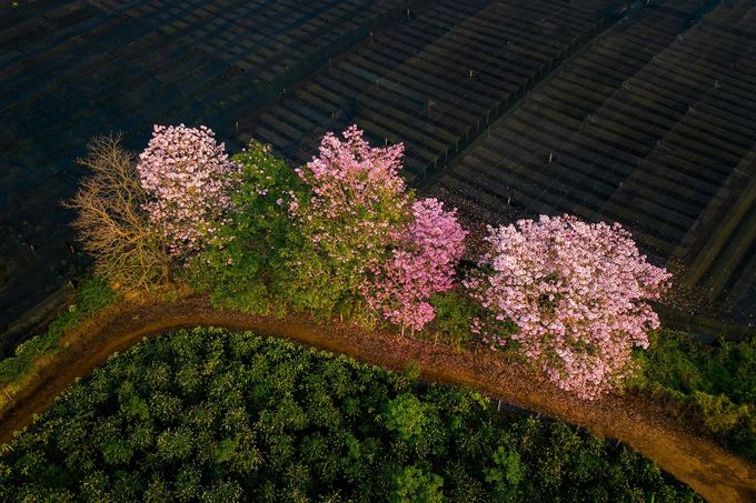 Khóm hoa hồng phấn nổi bật giữa màu xanh cây cối