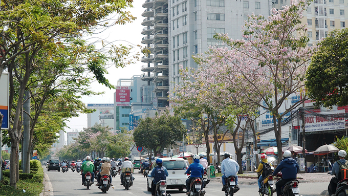 Hoa kèn hồng Sài Gòn nở rộ trên tuyến đường Điện Biên Phủ