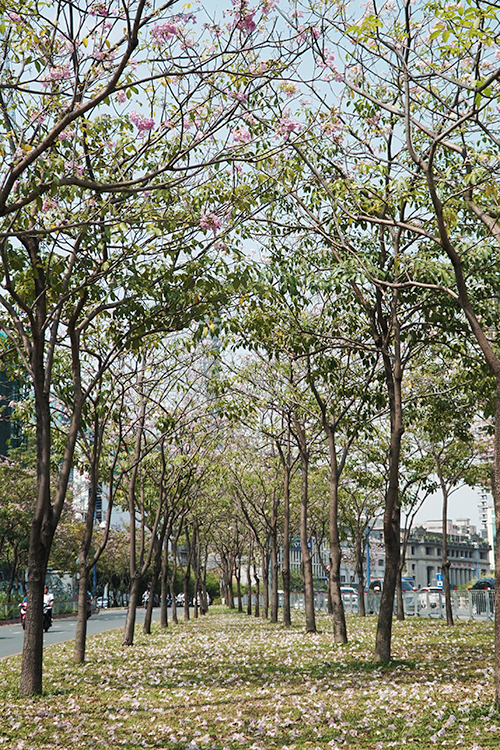 Hoa kèn hồng Sài Gòn vừa che bóng mát vừa làm đẹp đô thị
