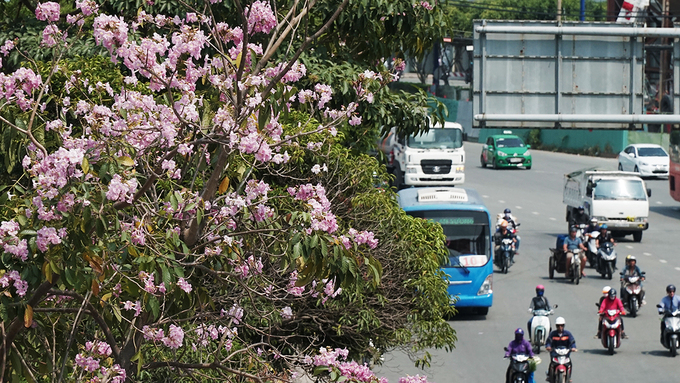Hoa kèn hồng Sài Gòn tạo khung cảnh đẹp như phim Hàn trên Võ Văn Kiệt