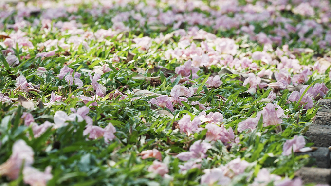 Kèn hồng nhanh nở nhưng cũng nhanh tàn. Mỗi chùm thường có gần chục hoa. Hết đợt này tàn thì đợt khác lại bung nở.