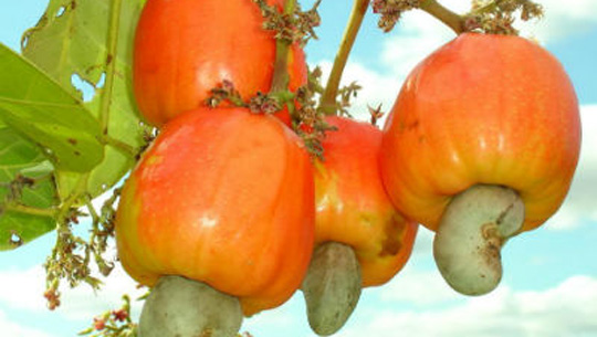Hạt điều chín - iVIVU.com Hạt điều chín - iVIVU.com