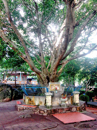 Cây Bồ Đề Vũng Tàu do Đại đức Narada Mahathera trồng năm 1960