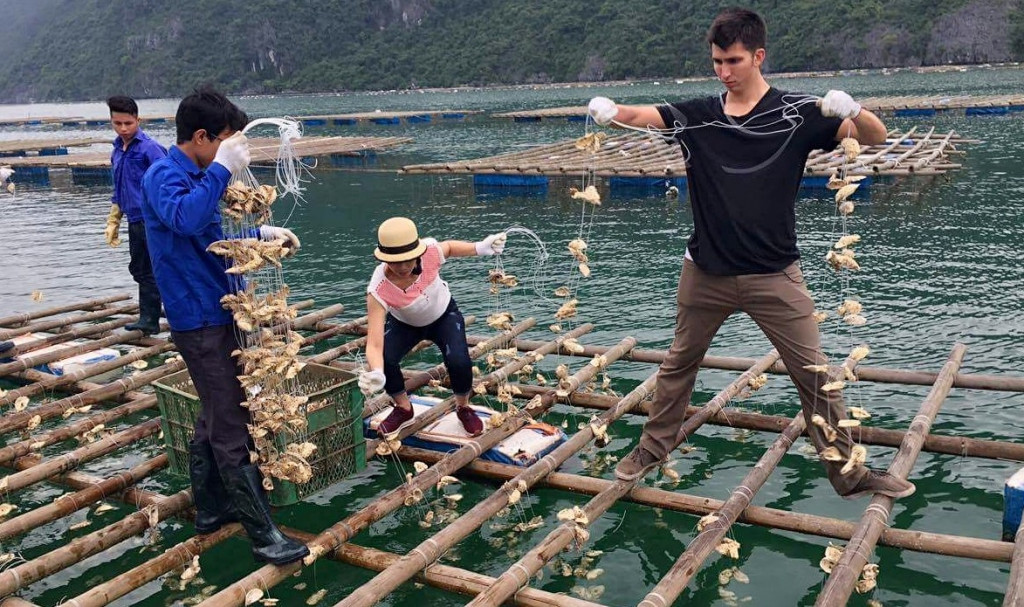 Hàu sữa Thái Bình Dương tại Vân Đồn. Ảnh: Báo Quảng Ninh.