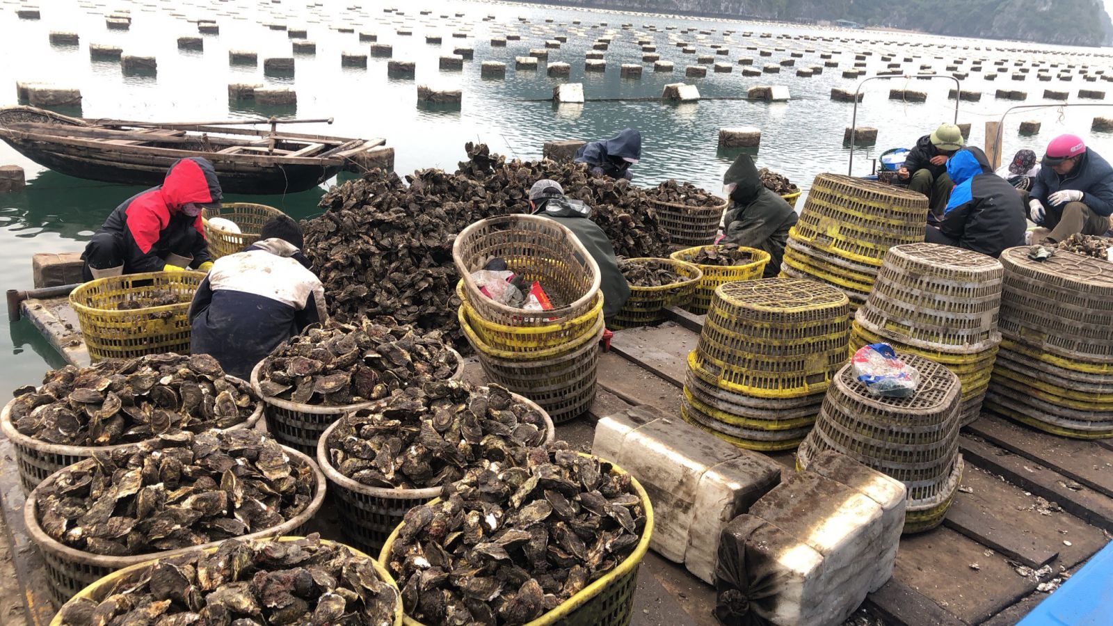 Đánh bắt hàu sữa tại Quảng Ninh. Ảnh: Diễn đàn doanh nghiệp.