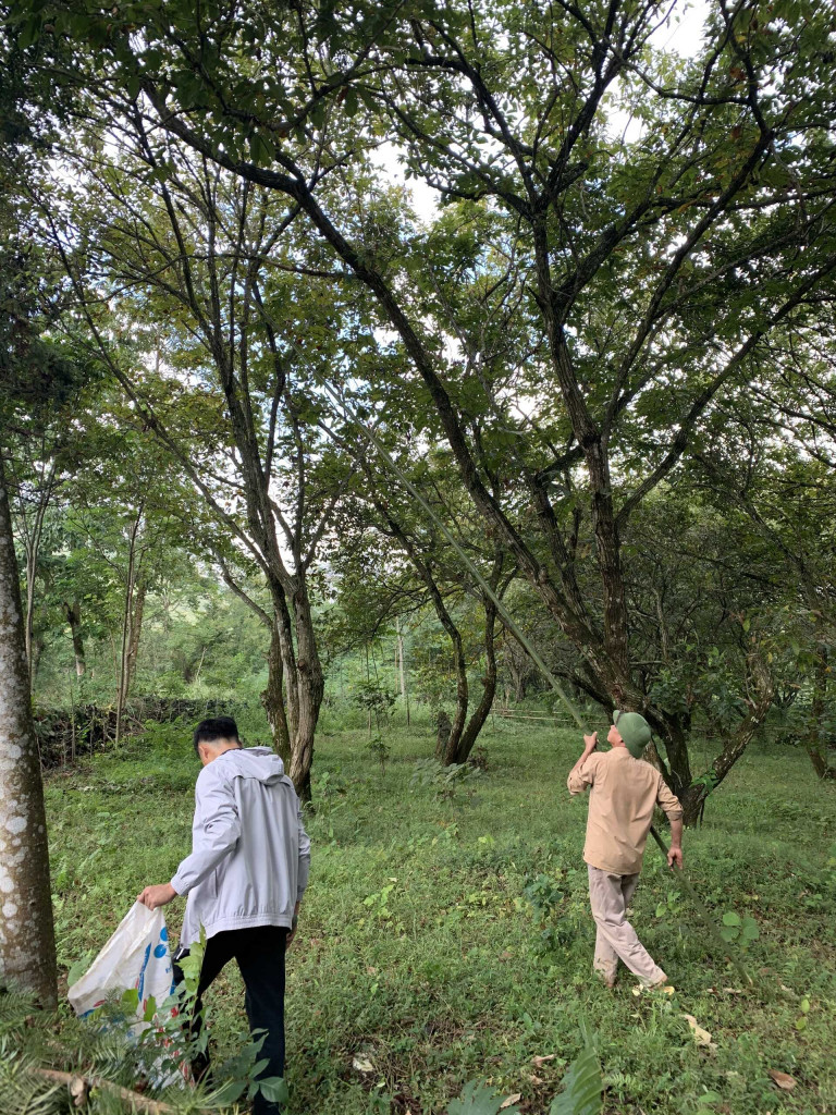 Người dân thu hoạch hạt dẻ Trùng Khánh