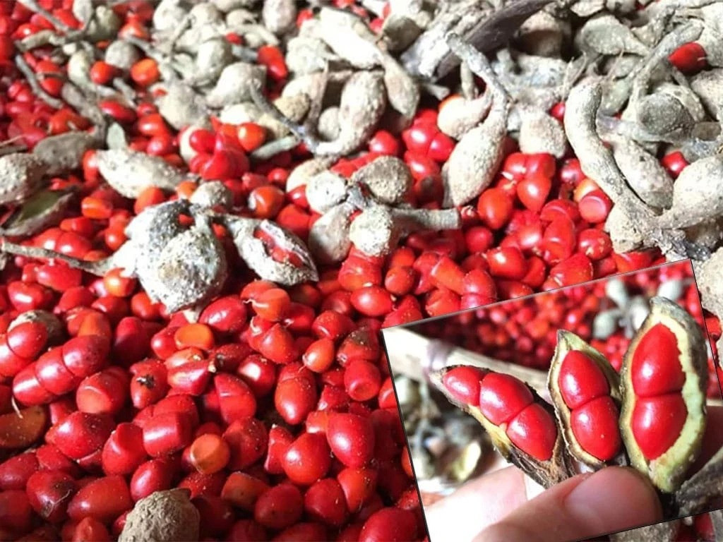Hạt dổi tươi dùng làm gia vị