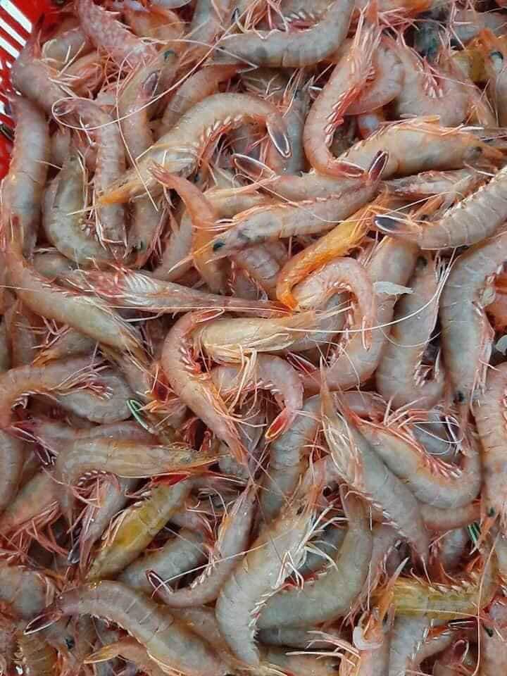 Hải sản Cô Tô đa dạng