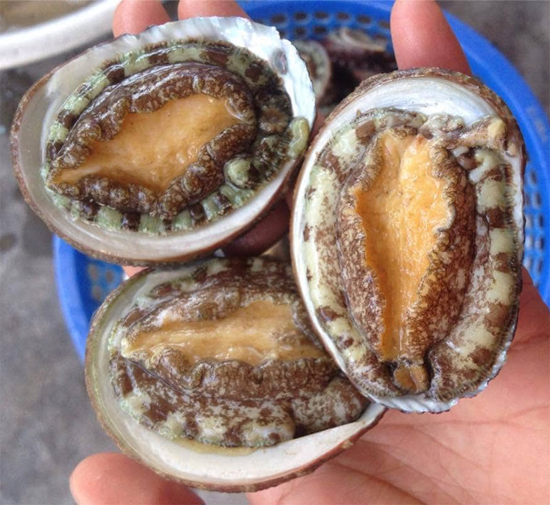 Hải sản Cô Tô bào ngư