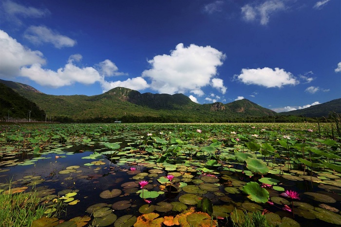 Sen tại Hồ An Hải - Côn Đảo