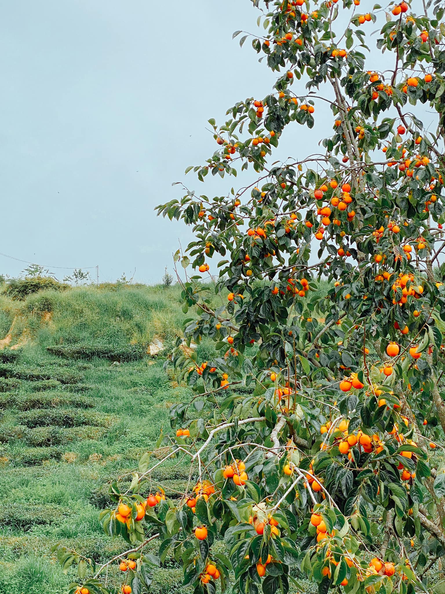 Cầu Đất Garden - hái hồng Đà Lạt