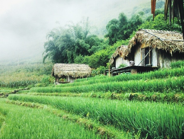 Homestay Sapa Hmong Mountain Retreat view ruộng