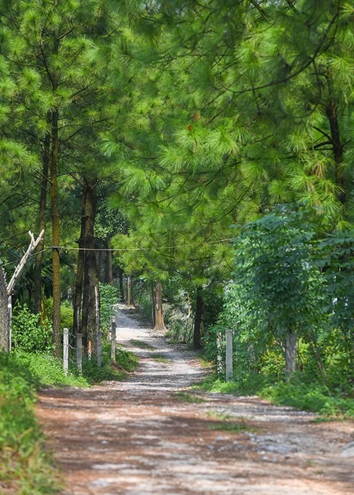 Một con đường đi xuyên qua rừng thông ở ven Hồ Yên Trung. Điểm đến này cách trung tâm thành phố Uông Bí khoảng 6 km và cách quốc lộ 18A hơn một km, mang không gian yên tĩnh, đối lập hoàn toàn với sự ồn ào, bụi bặm của phố xá.