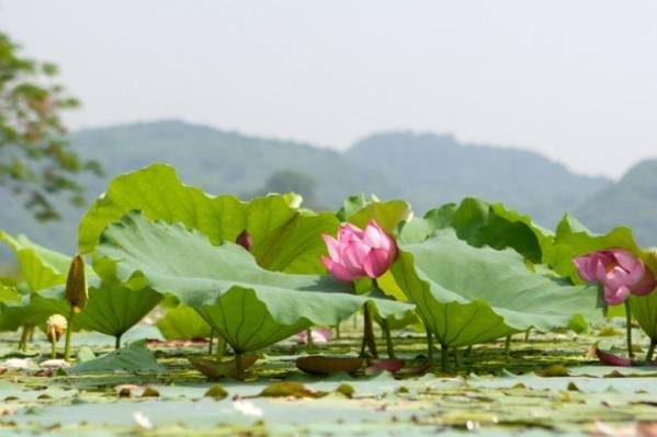 Hồ Quan Sơn trở nên mộng mơ và tràn đầy sức sống vào mùa sen nở
