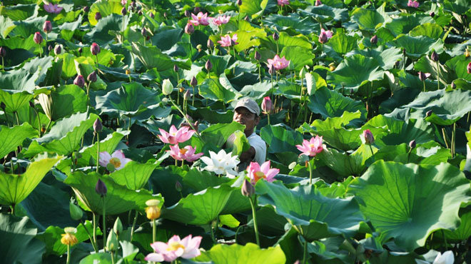 Người dân thu hoạch sen tươi trên mặt hồ Tịnh Tâm