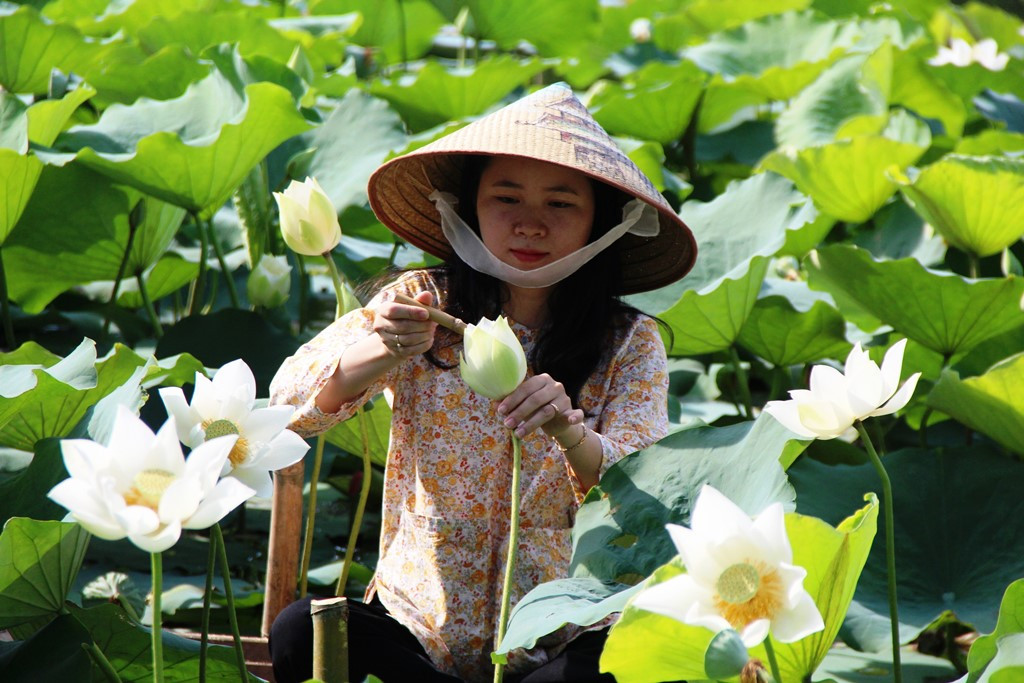 Nghệ thuật ướp trà sen truyền thống tại hồ Tịnh Tâm