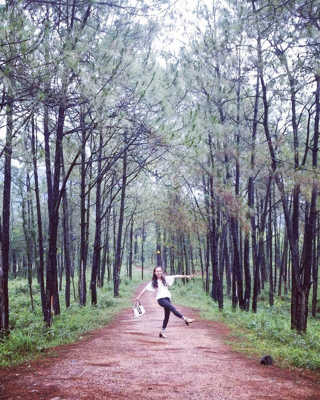 Rừng thông thẳng tắp bao quanh Hồ Yên Trung