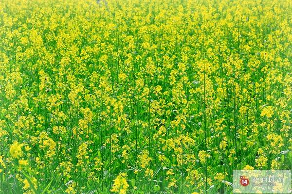 Địa điểm ngắm hoa cải gần Hà Nội nở vàng rực rỡ