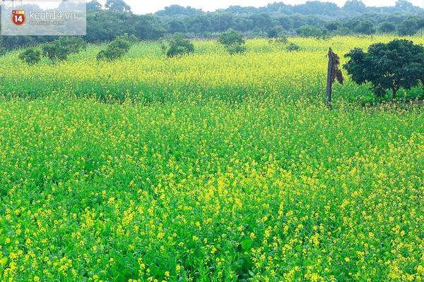 Không gian lãng mạn tại địa điểm ngắm hoa cải gần Hà Nội