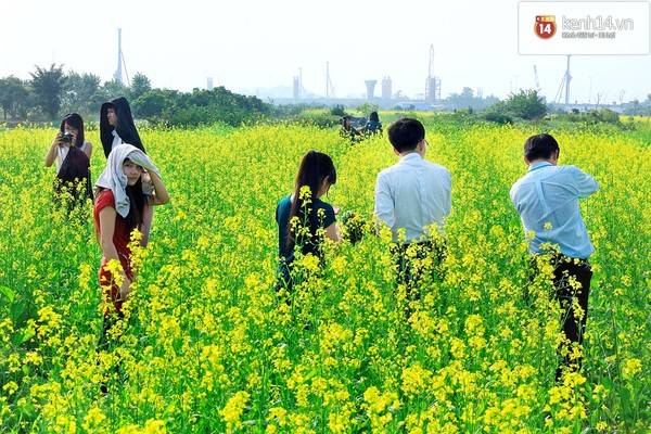Vẻ đẹp bình yên tại các địa điểm ngắm hoa cải gần Hà Nội