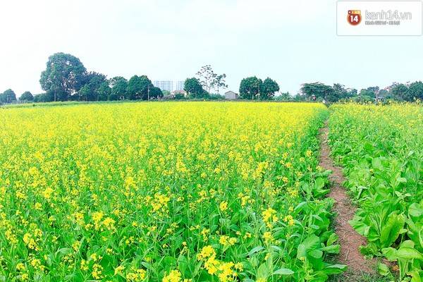 Cánh đồng cải trải rộng bao la