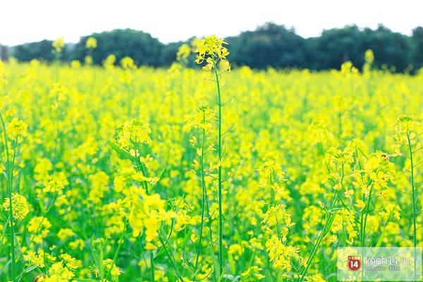 Những bông hoa cải mỏng manh trước gió đông
