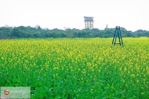 Tấm thảm vàng rực rỡ của vườn cải ven đô