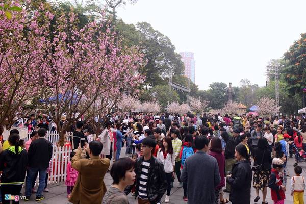 Hàng nghìn người dân và du khách đổ về khu vực tượng đài Lý Thái Tổ để chiêm ngưỡng vẻ đẹp tại lễ hội hoa anh đào