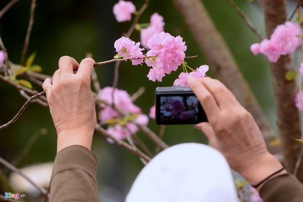 Hành động bẻ cành kéo hoa chụp ảnh cần được hạn chế tại lễ hội hoa anh đào