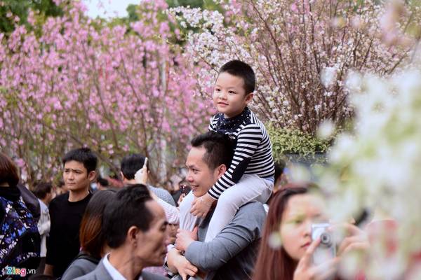 Các gia đình tranh thủ dịp cuối tuần đưa con nhỏ đi tham quan lễ hội hoa anh đào bên hồ Gươm
