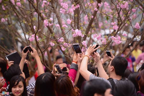 Du khách chụp hình lưu niệm bên những nhành hoa anh đào nở rộ cực đẹp