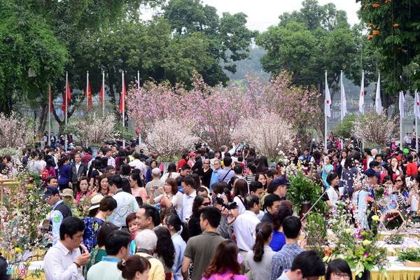 Những chậu hoa anh đào có rễ sẽ được chuyển trồng tại công viên Hòa Bình sau lễ hội