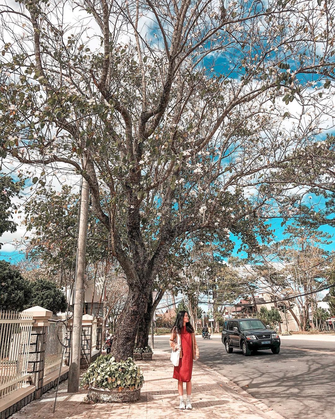 Hoa ban Đà Lạt nở trắng