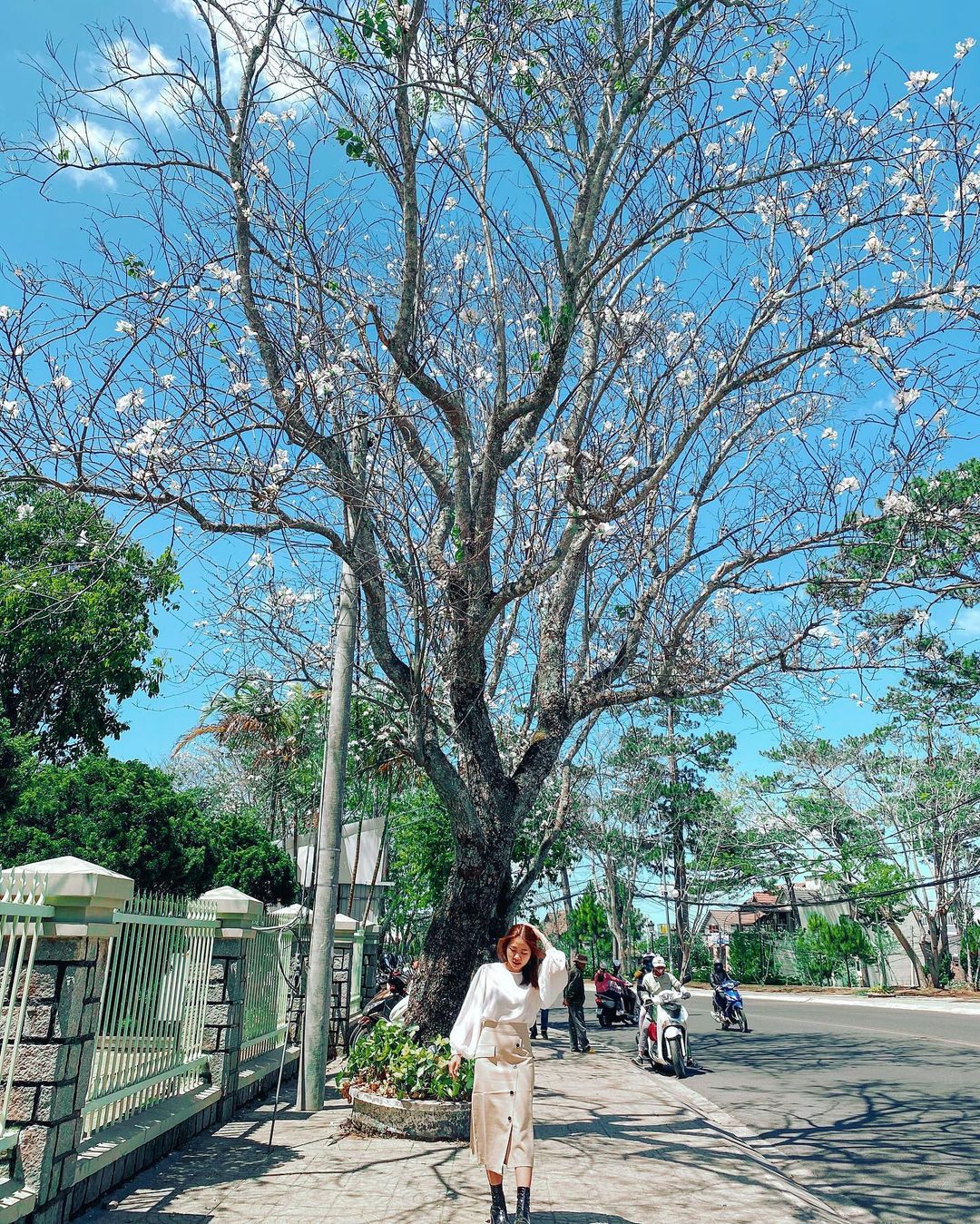 Cánh hoa ban trắng Đà Lạt