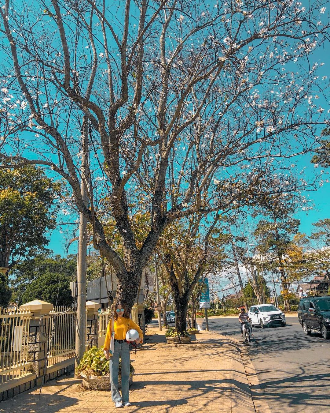 Hoa ban Đà Lạt nở rộ cuối năm