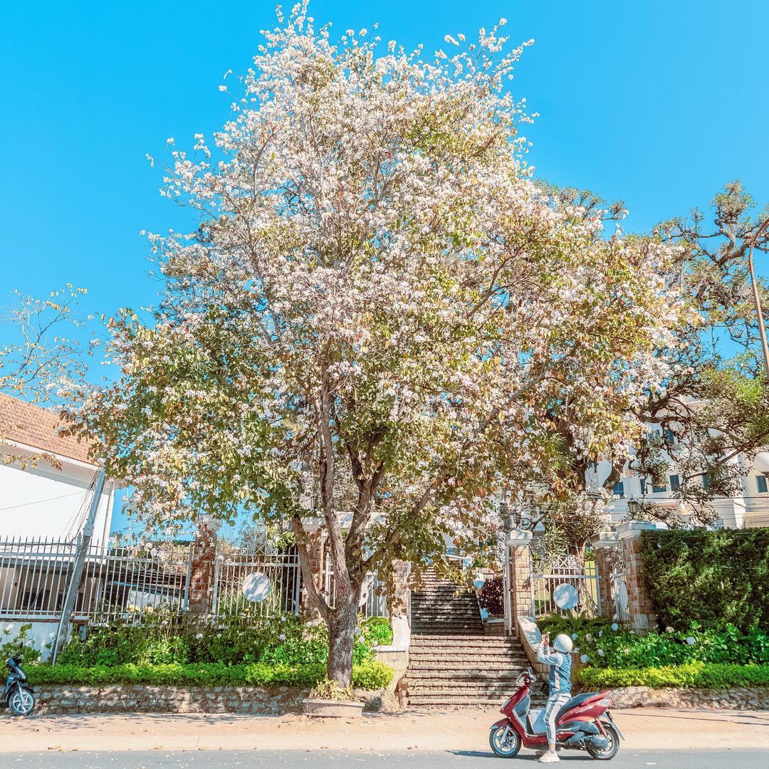 Hoa ban trắng Đà Lạt dọc đường phố