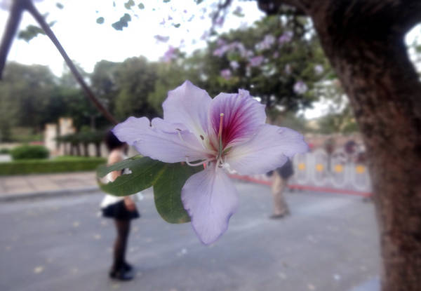 Hoa ban Hà Nội có màu tím phớt nhẹ nhàng