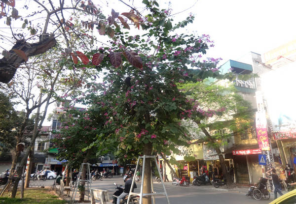 Hoa ban Hà Nội khoe sắc trên đường Điện Biên Phủ