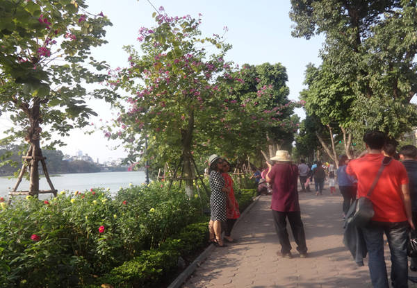 Du khách ngắm hoa ban Hà Nội tại hồ Hoàn Kiếm