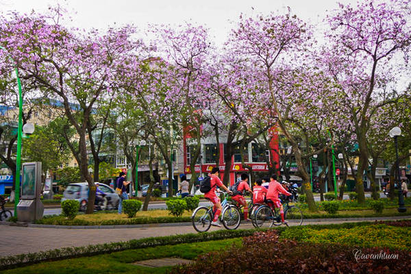 Hoa ban Tây Bắc nở rộ tại khu vực công viên gần hồ Tây