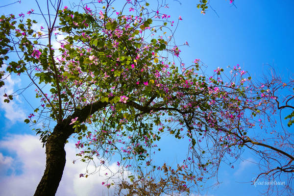 Những cánh hoa ban Tây Bắc khoe sắc dưới nắng xuân Hà Nội