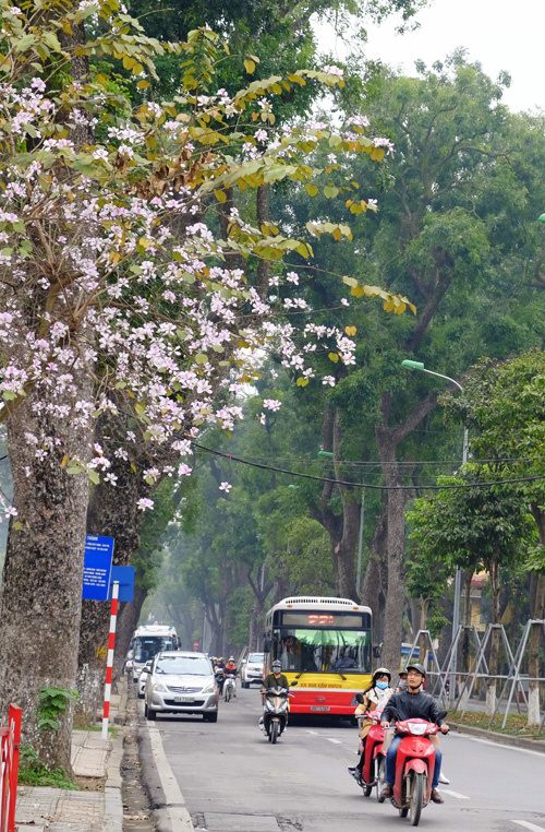 Đường phố Hà Nội ngắm hoa ban Tây Bắc
