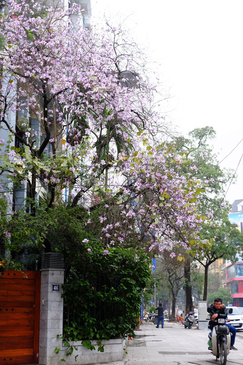 Hoa ban Tây Bắc tại phố Nguyễn Du