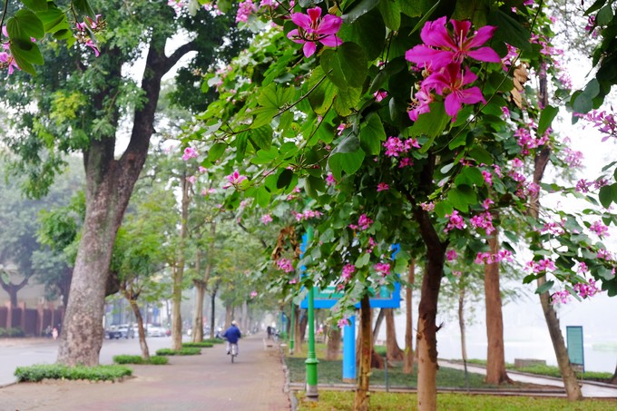 Phố Nguyễn Du, men theo bờ hồ Thiền Quang là một tuyến đường trồng nhiều hoa ban tím đang nở rực rỡ. Đường có vỉa hè rộng với nhiều ghế đá ngồi nghỉ thích hợp cho cả chụp hình và những chuyến dạo bộ thong thả kết hợp ngắm hoa.  Cây hoa ban còn có tên gọi là móng bò sọc, có nguồn gốc ở miền đông nam châu Á, từ miền nam Trung Quốc kéo dài về phía tây tới Ấn Độ. Thông thường chỉ gọi là cây ban, tuy nhiên, do có nhiều loài cùng chi cũng có tên là ban nên cây hoa ban thường được gọi theo màu hoa của nó, như hoa ban trắng, ban hồng, ban tím.