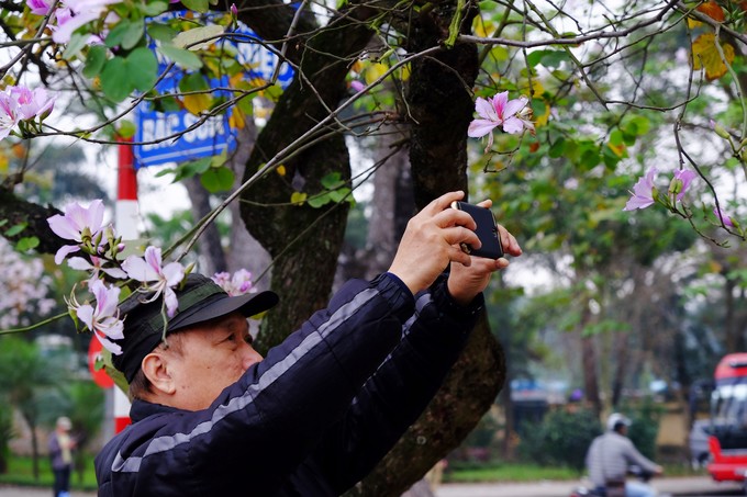 Sắc trắng pha lẫn tím hồng nhẹ nhàng của hoa ban không chỉ cuốn hút các bạn trẻ mà còn làm xao xuyến cả những người lớn tuổi, níu chân họ dừng lại để chụp ảnh.